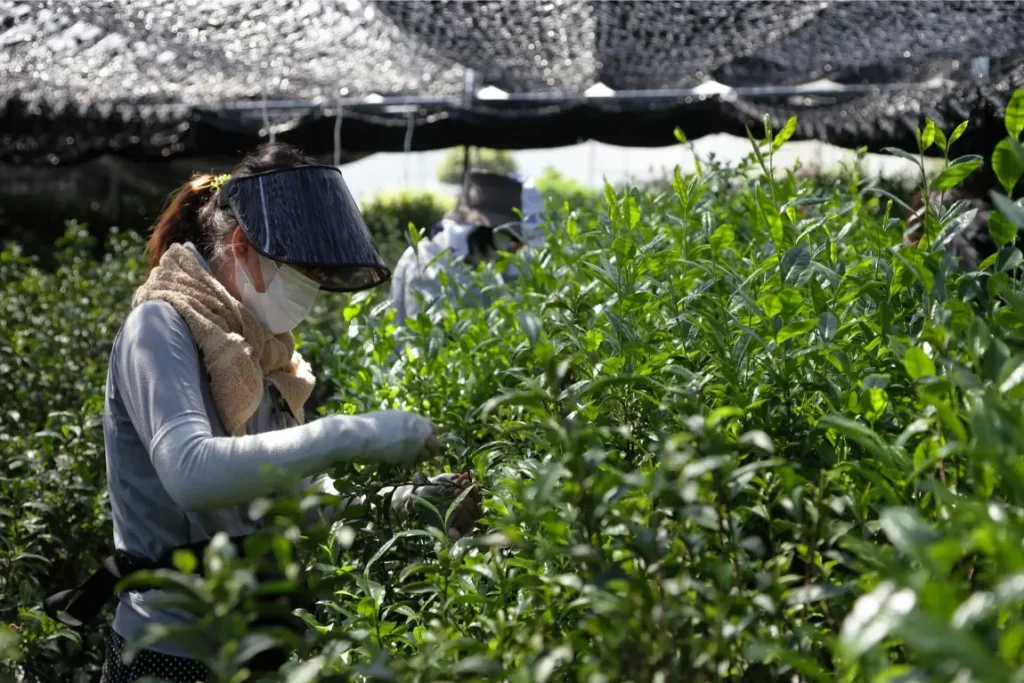 Craftsmanship-of-Tea-Masters-Fujiki Craft