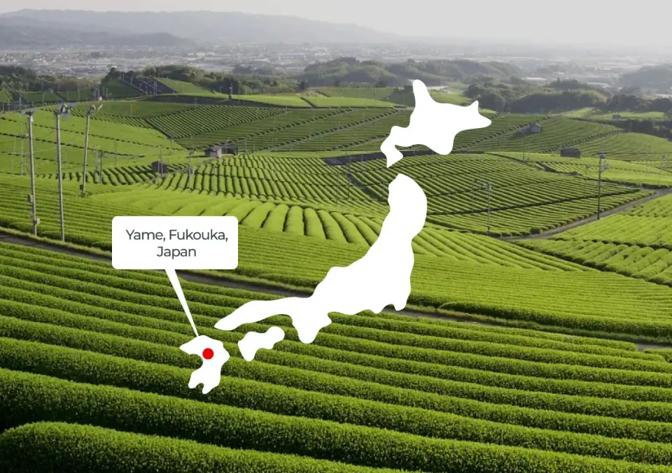 Yame Matcha Wholesale - Fujiki Craft