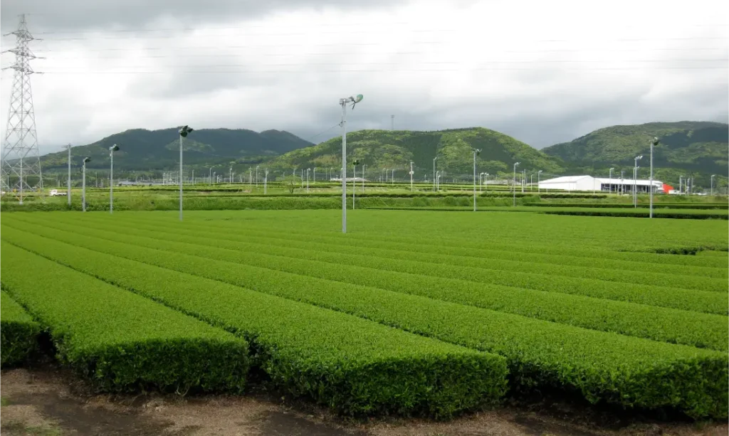 Kagoshima Matcha Wholesale - Fujjiki Craft