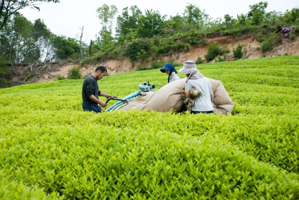 Yame matcha harvest 1 - Fujiki Craft