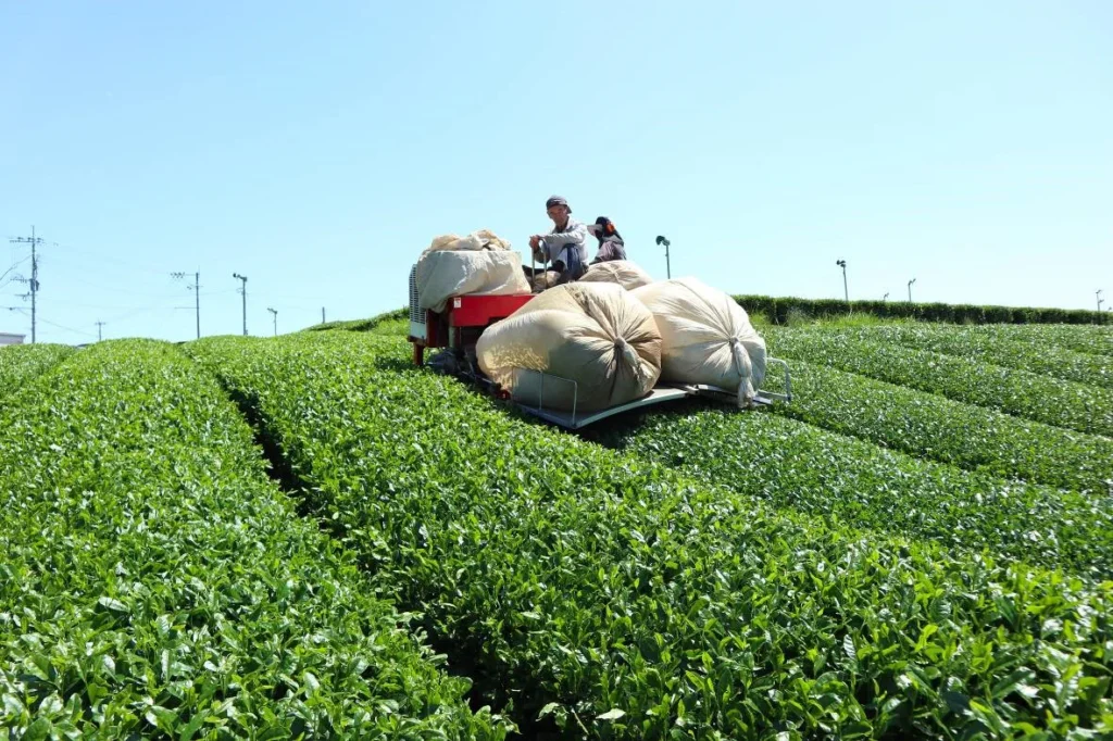 Yame matcha harvest - Fujiki Craft